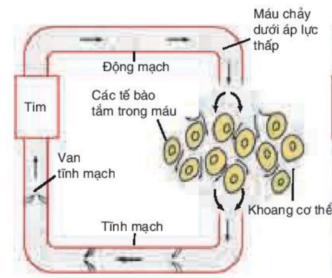 hinh-anh-bai-18-tuan-hoan-mau-3426-1