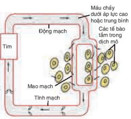 hinh-anh-bai-18-tuan-hoan-mau-3426-2