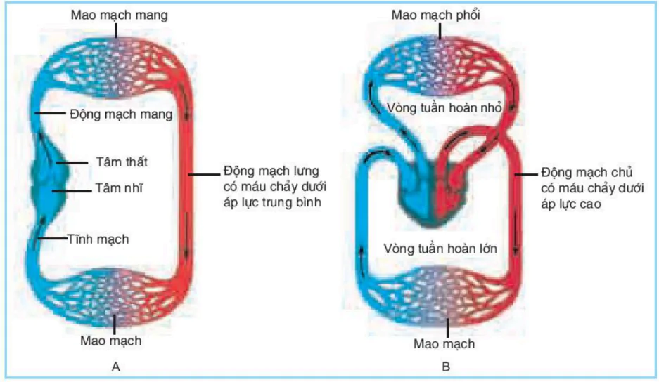 hinh-anh-bai-18-tuan-hoan-mau-3426-3