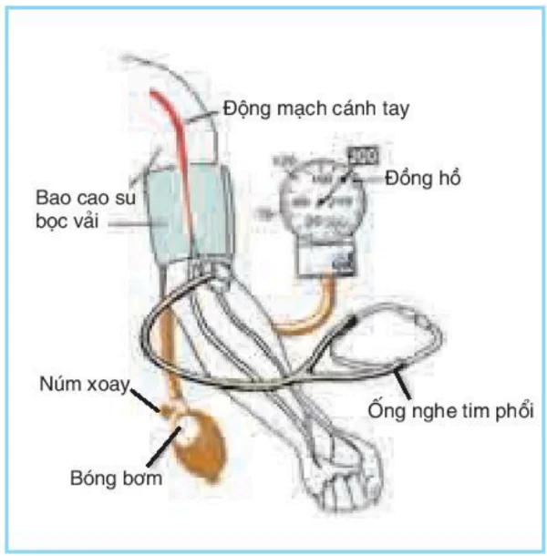 hinh-anh-bai-21-thuc-hanh-do-mot-so-chi-tieu-sinh-li-o-nguoi-3433-0