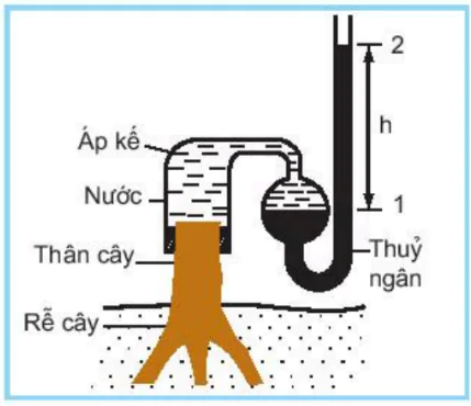 hinh-anh-bai-2-van-chuyen-cac-chat-trong-cay-3376-2