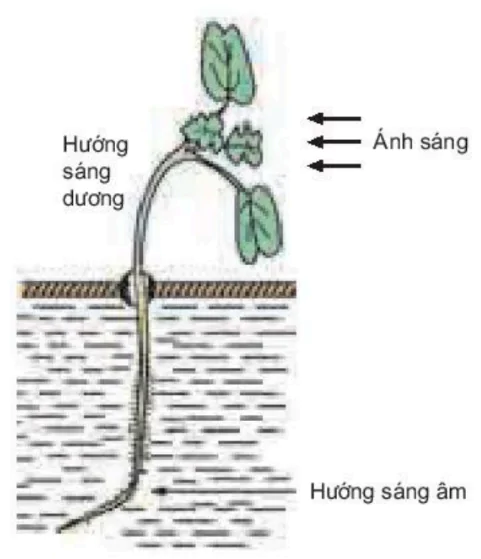 hinh-anh-bai-23-huong-dong-3442-1