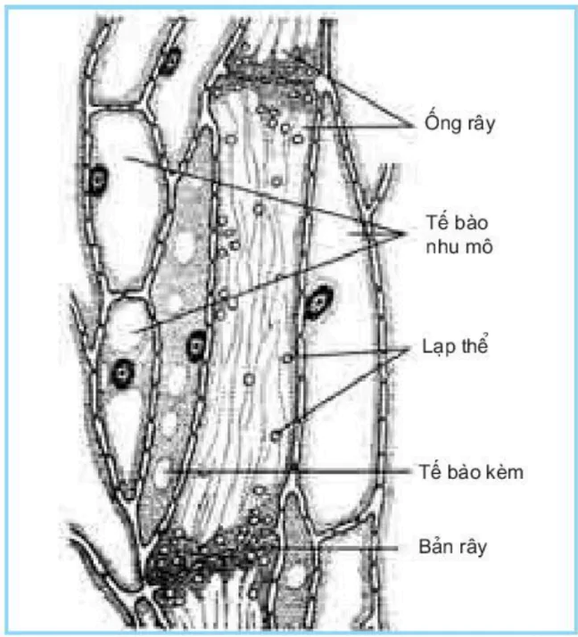 hinh-anh-bai-2-van-chuyen-cac-chat-trong-cay-3376-4