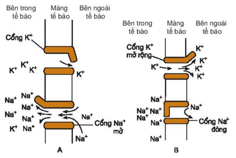 hinh-anh-bai-29-dien-the-hoat-dong-va-su-lan-truyen-xung-than-kinh-3449-1