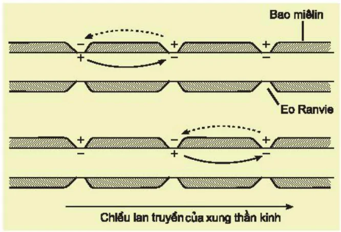 hinh-anh-bai-29-dien-the-hoat-dong-va-su-lan-truyen-xung-than-kinh-3449-3