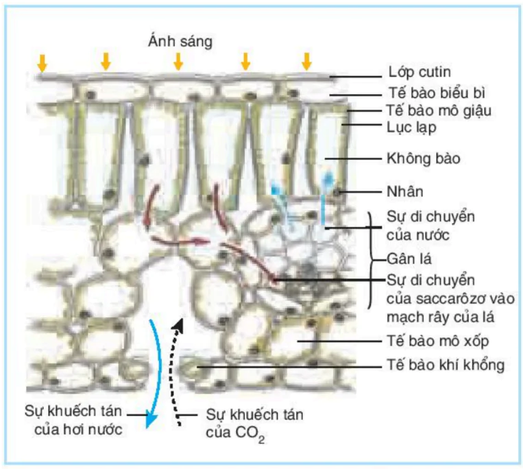 hinh-anh-bai-3-thoat-hoi-nuoc-3377-0