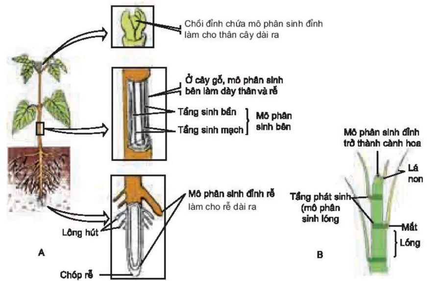 hinh-anh-bai-34-sinh-truong-o-thuc-vat-3454-0