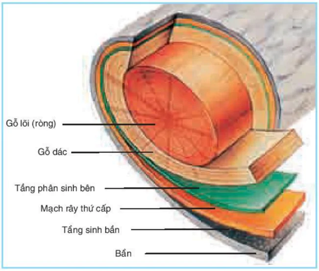 hinh-anh-bai-34-sinh-truong-o-thuc-vat-3454-3