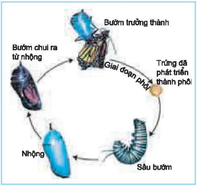 hinh-anh-bai-37-sinh-truong-va-phat-trien-o-dong-vat-3457-2