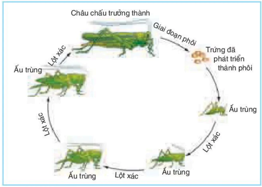 hinh-anh-bai-37-sinh-truong-va-phat-trien-o-dong-vat-3457-3