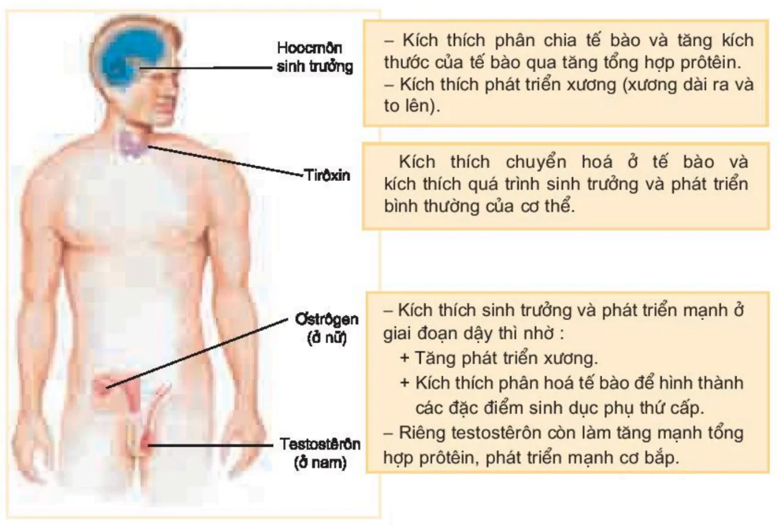 hinh-anh-bai-38-cac-nhan-to-anh-huong-den-sinh-truong-va-phat-trien-o-dong-vat-3508-0