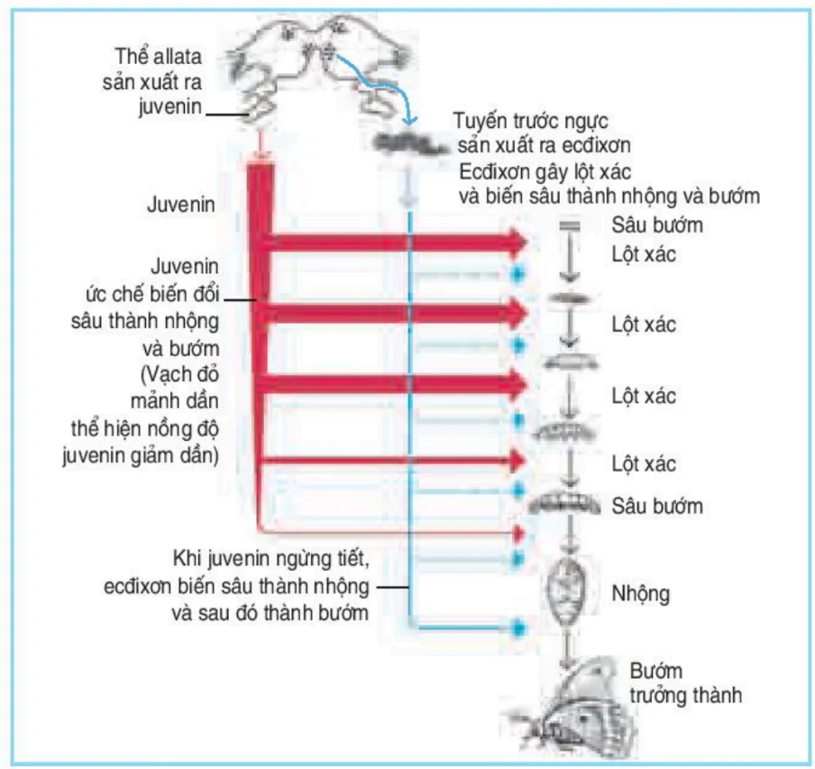 hinh-anh-bai-38-cac-nhan-to-anh-huong-den-sinh-truong-va-phat-trien-o-dong-vat-3508-2