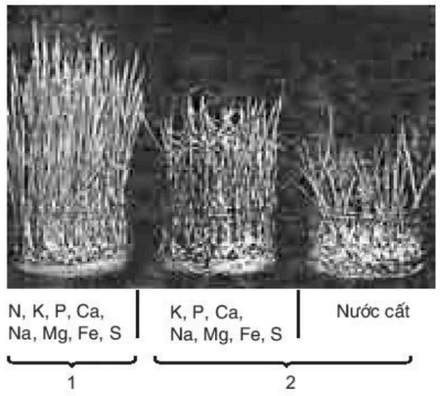 hinh-anh-bai-4-vai-tro-cua-cac-nguyen-to-khoang-3378-0