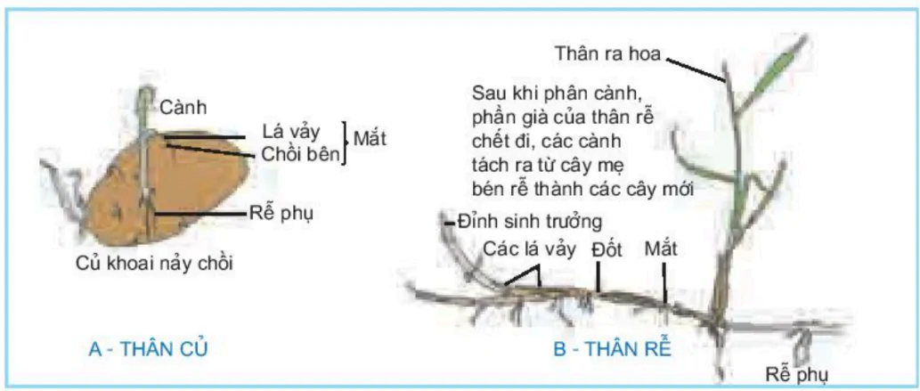 hinh-anh-bai-41-sinh-san-vo-tinh-o-thuc-vat-3511-1