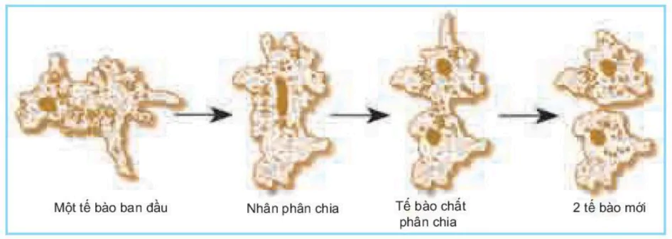 hinh-anh-bai-44-sinh-san-vo-tinh-o-dong-vat-3514-0