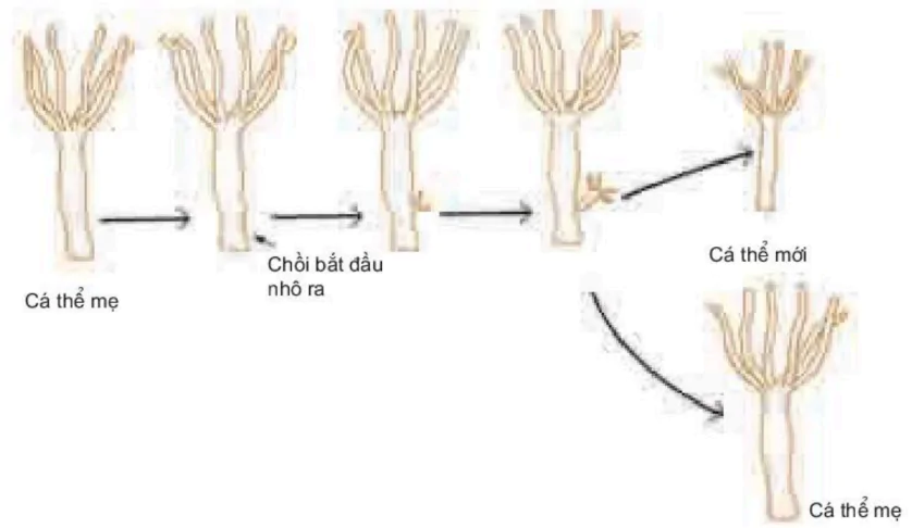 hinh-anh-bai-44-sinh-san-vo-tinh-o-dong-vat-3514-1