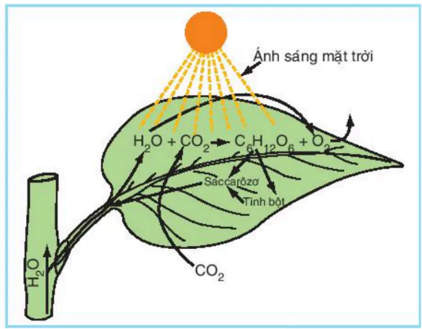 hinh-anh-bai-8-quang-hop-o-thuc-vat-3407-0