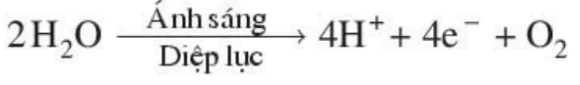 hinh-anh-bai-9-quang-hop-o-cac-nhom-thuc-vat-c3-c4-va-cam-3408-0