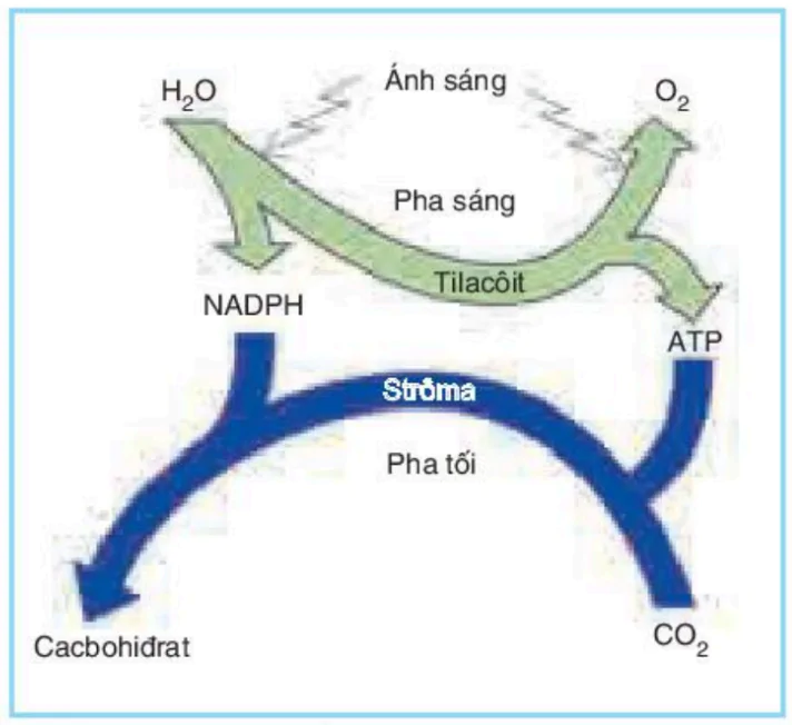 hinh-anh-bai-9-quang-hop-o-cac-nhom-thuc-vat-c3-c4-va-cam-3408-1