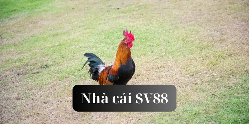 hinh-anh-mot-vai-net-ve-da-ga-sv88-nha-cai-ma-bet-thu-nen-biet-238-1