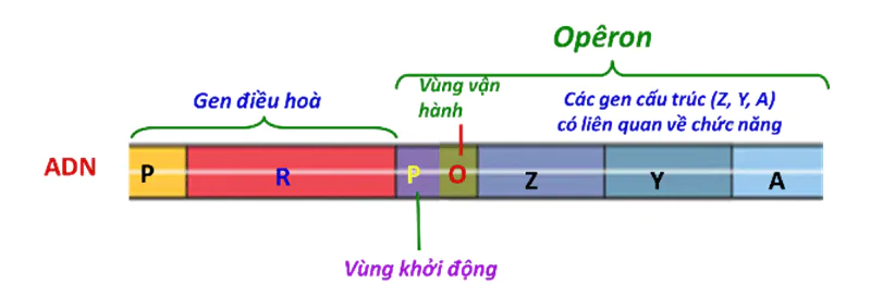 hinh-anh-bai-3-dieu-hoa-hoat-dong-gen-3386-0