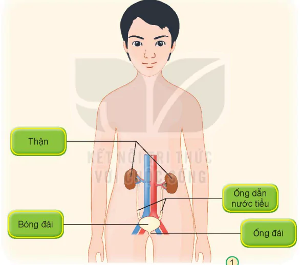 hinh-anh-bai-25-tim-hieu-co-quan-bai-tiet-nuoc-tieu-7143-0