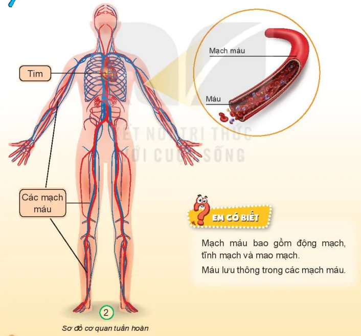 hinh-anh-bai-20-co-quan-tuan-hoan-7335-1