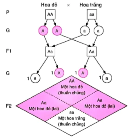 hinh-anh-gene-troi-trong-cac-the-he-lai-7706-0