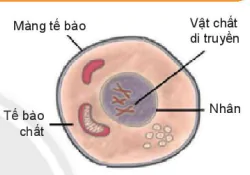 hinh-anh-bai-19-cau-tao-va-chuc-nang-cac-thanh-phan-cua-te-bao-7815-0