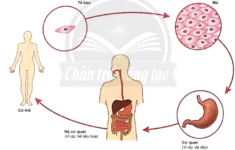 hinh-anh-bai-23-to-chuc-co-the-da-bao-7900-0