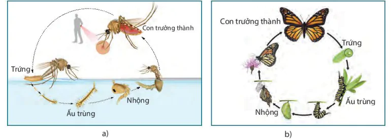 hinh-anh-bai-37-ung-dung-sinh-truong-va-phat-trien-o-sinh-vat-vao-thuc-tien-9023-9