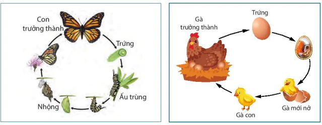 hinh-anh-bai-38-thuc-hanh-quan-sat-mo-ta-su-sinh-truong-va-phat-trien-o-mot-so-sinh-vat-9028-0