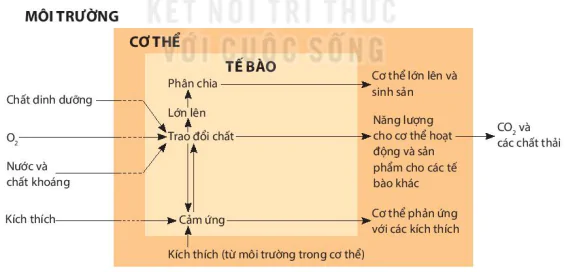 hinh-anh-bai-42-co-the-sinh-vat-la-mot-the-thong-nhat-9048-0