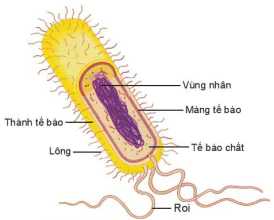 hinh-anh-bai-27-vi-khuan-7934-3