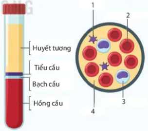 hinh-anh-bai-33-mau-va-he-tuan-hoan-cua-co-the-nguoi-9251-1