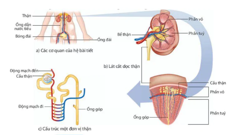 hinh-anh-bai-35-he-bai-tiet-o-nguoi-9292-3