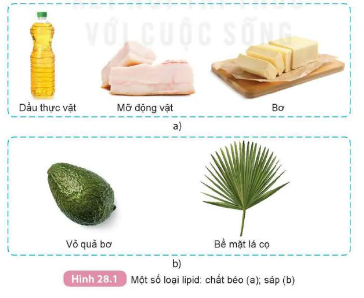 hinh-anh-bai-28-lipid-9305-0