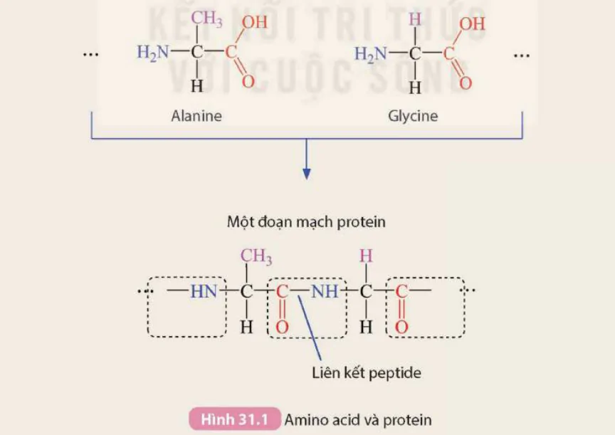 hinh-anh-bai-31-protein-9317-0