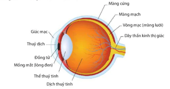 hinh-anh-bai-37-he-than-kinh-va-cac-giac-quan-o-nguoi-9306-5