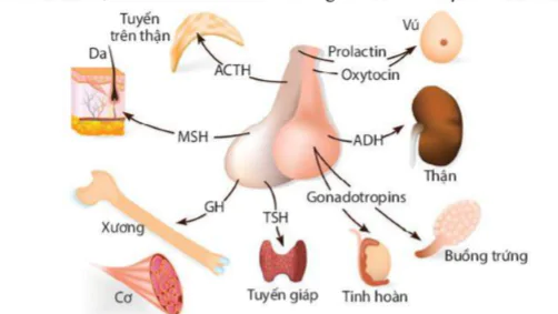 hinh-anh-bai-38-he-noi-tiet-o-nguoi-9332-2