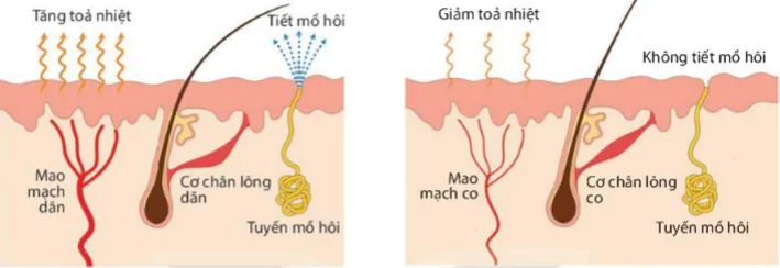 hinh-anh-bai-39-da-va-dieu-hoa-than-nhiet-o-nguoi-9344-8