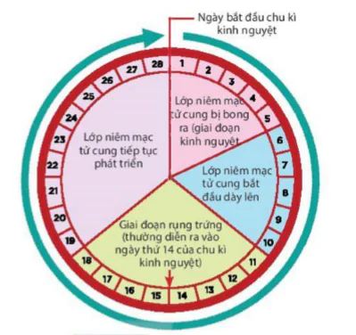 hinh-anh-bai-40-sinh-san-o-nguoi-9382-6