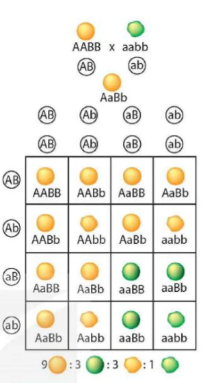 hinh-anh-bai-37-cac-quy-luat-di-truyen-cua-mendel-9492-39