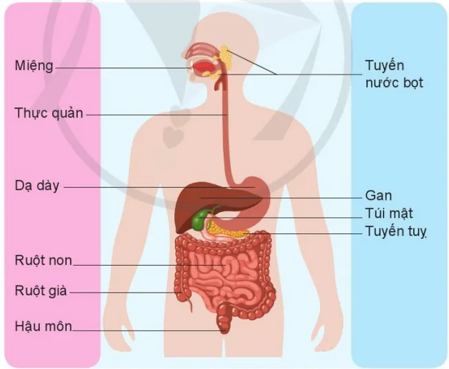 hinh-anh-bai-15-co-quan-tieu-hoa-9481-0