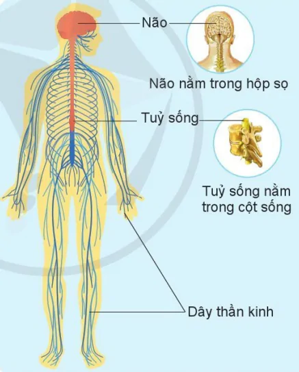 hinh-anh-bai-17-co-quan-than-kinh-9483-0