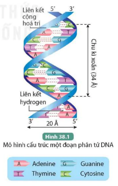 hinh-anh-bai-38-nucleic-acid-va-gene-9540-0