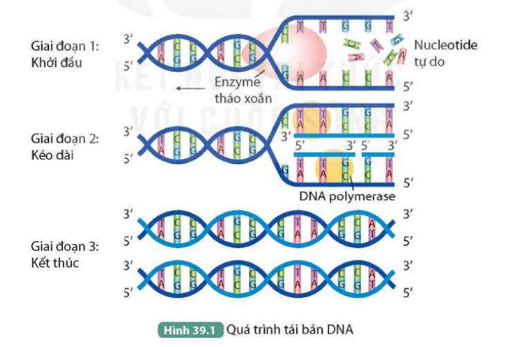 hinh-anh-bai-39-tai-ban-dna-va-phien-ma-tao-rna-9543-0