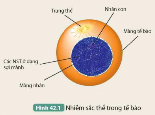 hinh-anh-bai-42-nhiem-sac-the-va-bo-nhiem-sac-the-9633-0