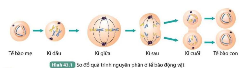 hinh-anh-bai-43-nguyen-phan-va-giam-phan-9639-0