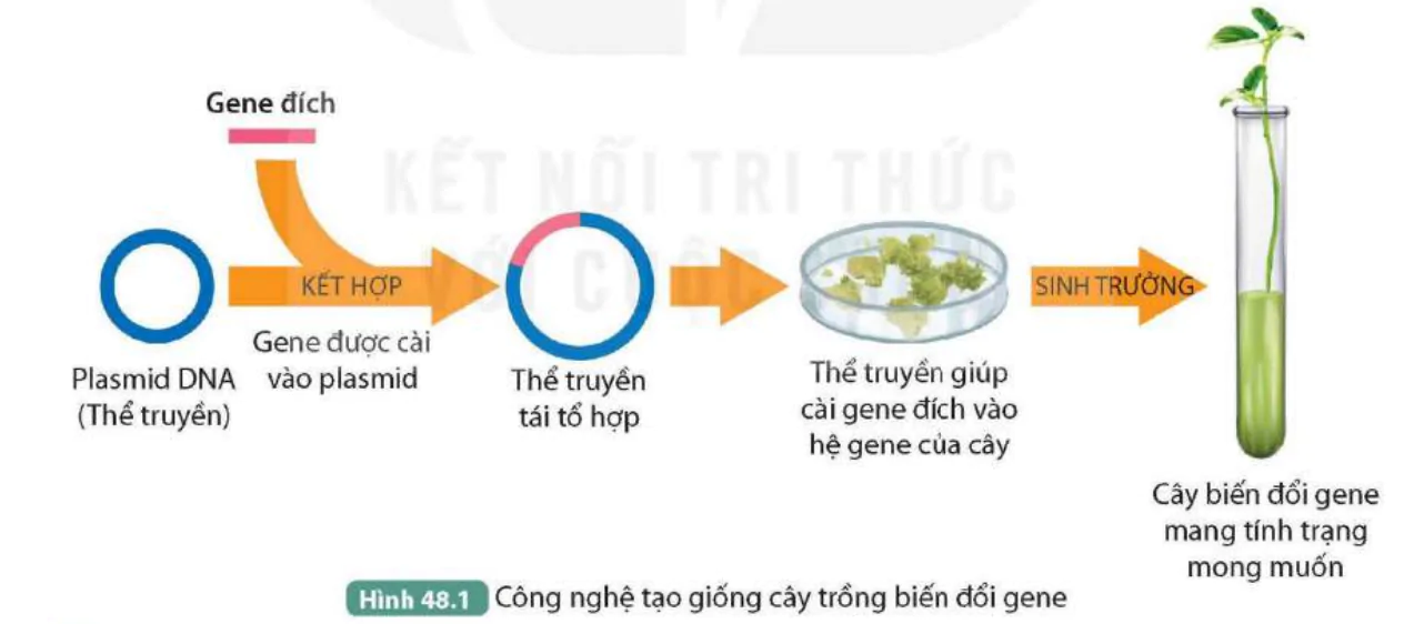 hinh-anh-bai-48-ung-dung-cong-nghe-di-truyen-vao-doi-song-9832-0